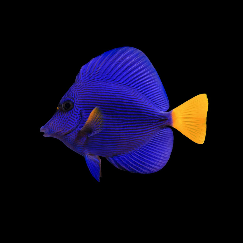 PURPLE TANG